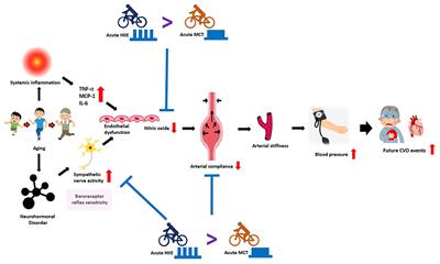 Effects of Acute Interval Exercise on Arterial Stiffness and Cardiovascular Autonomic Regulatory Responses: A Narrative Review of Potential Impacts of Aging